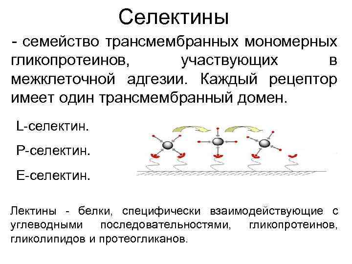 Селектины - семейство трансмембранных мономерных гликопротеинов, участвующих в межклеточной адгезии. Каждый рецептор имеет один