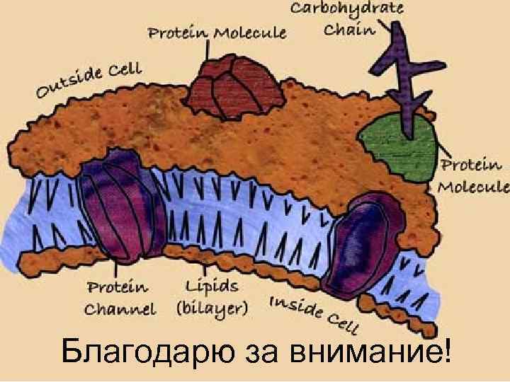 Благодарю за внимание! 