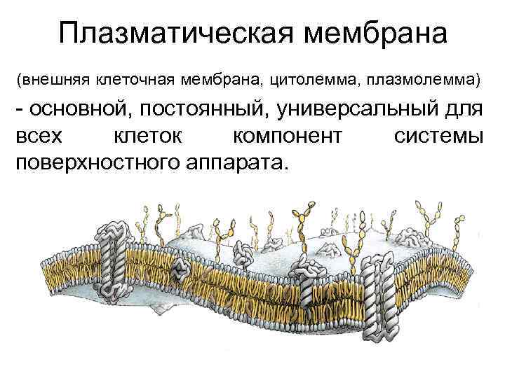 Плазматическая мембрана (внешняя клеточная мембрана, цитолемма, плазмолемма) - основной, постоянный, универсальный для всех клеток