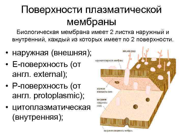 Поверхности плазматической мембраны Биологическая мембрана имеет 2 листка наружный и внутренний, каждый из которых