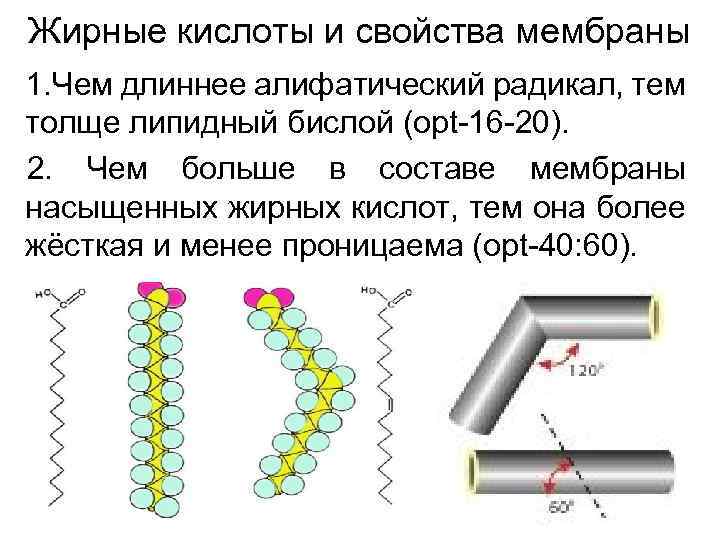 Жирные кислоты и свойства мембраны 1. Чем длиннее алифатический радикал, тем толще липидный бислой