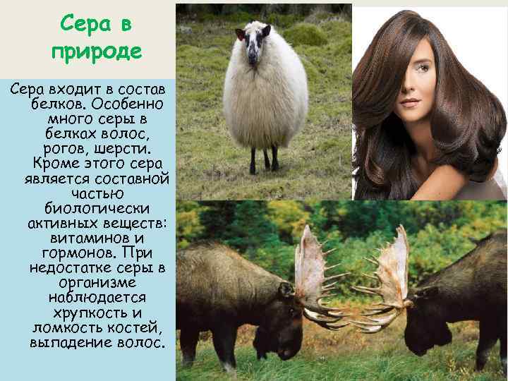 Сера в природе Сера входит в состав белков. Особенно много серы в белках волос,