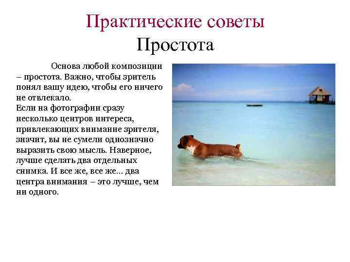 Практические советы Простота Основа любой композиции – простота. Важно, чтобы зритель понял вашу идею,