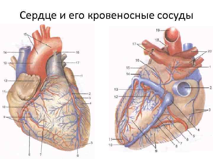 Сердце и его кровеносные сосуды 