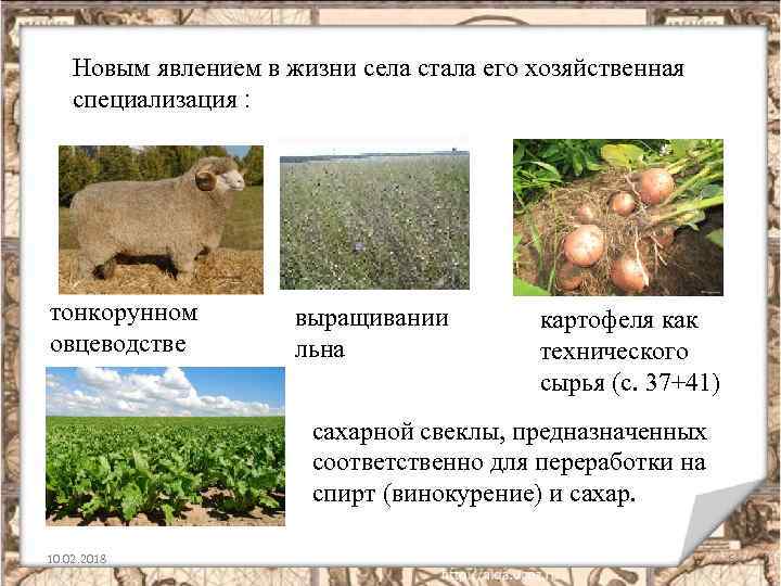 Новым явлением в жизни села стала его хозяйственная специализация : тонкорунном овцеводстве выращивании льна