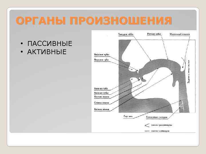 ОРГАНЫ ПРОИЗНОШЕНИЯ • ПАССИВНЫЕ • АКТИВНЫЕ 