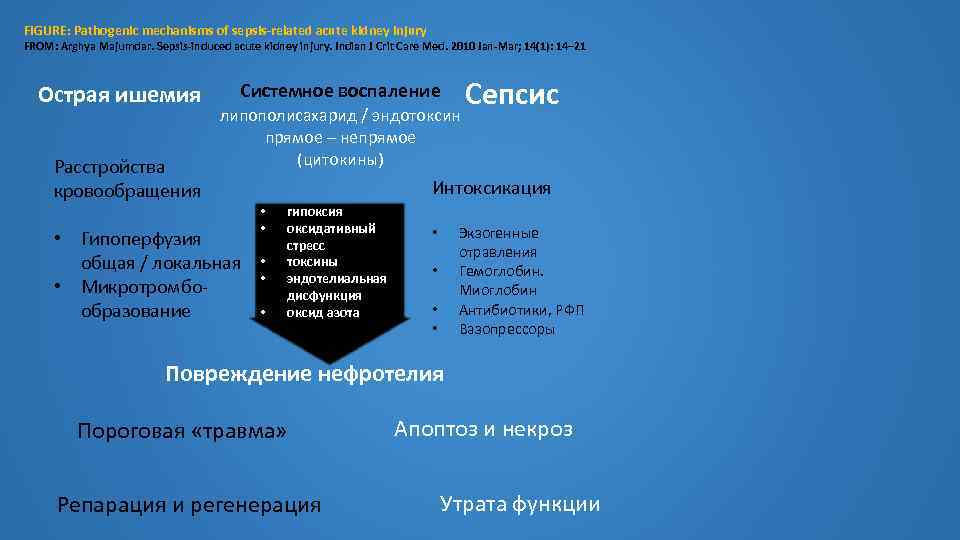 FIGURE: Pathogenic mechanisms of sepsis-related acute kidney injury FROM: Arghya Majumdar. Sepsis-induced acute kidney