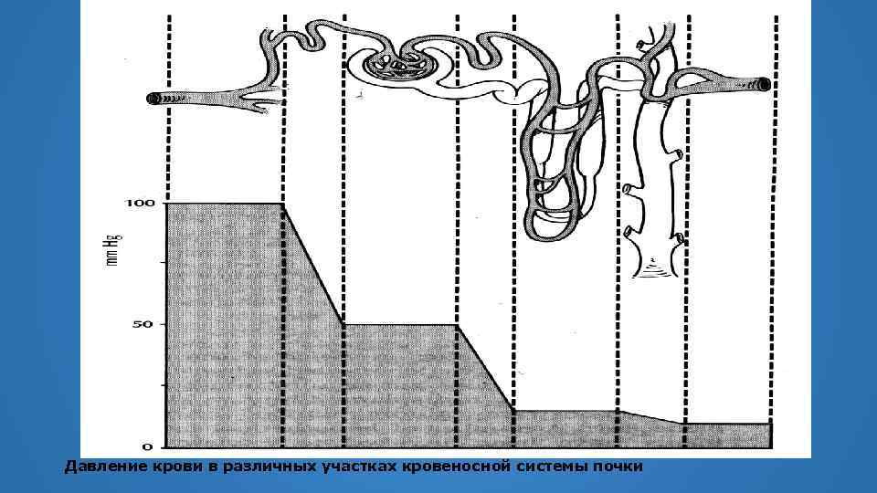 Давление крови в различных участках кровеносной системы почки 