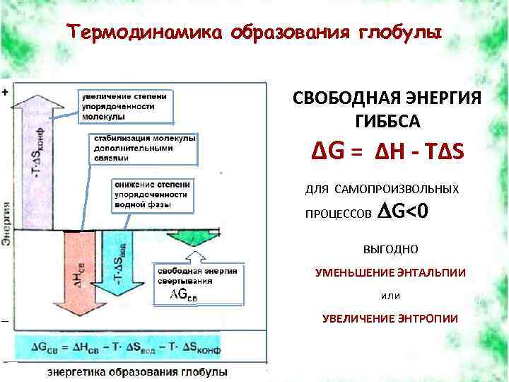 Термодинамика образования глобулы СВОБОДНАЯ ЭНЕРГИЯ ГИББСА ΔG = ΔH - TΔS ДЛЯ САМОПРОИЗВОЛЬНЫХ ПРОЦЕССОВ