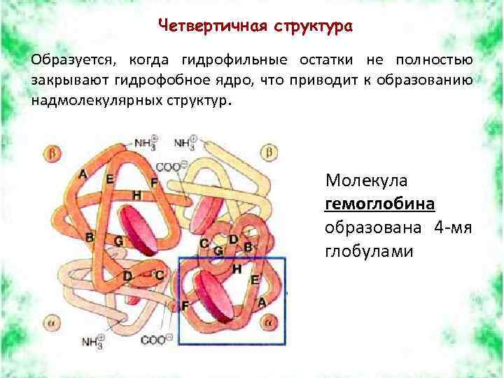 Гидрофобные радикалы повернуты внутрь глобулы. Четвертичная структура. Четвертичная структура гемоглобина. Образует четвертичную структуру.