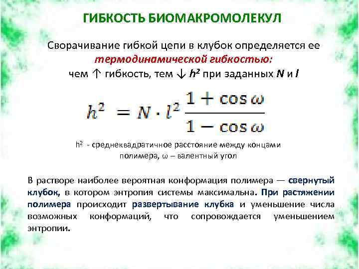 ГИБКОСТЬ БИОМАКРОМОЛЕКУЛ Сворачивание гибкой цепи в клубок определяется ее термодинамической гибкостью: чем ↑ гибкость,