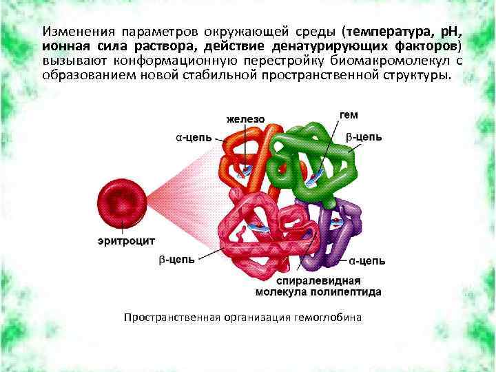 Изменения параметров окружающей среды (температура, р. Н, ионная сила раствора, действие денатурирующих факторов) вызывают