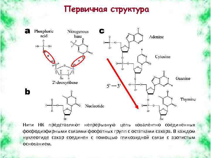 Первичная структура Нити НК представляют непрерывную цепь ковалентно соединенных фосфодиэфирными связями фосфатных групп с