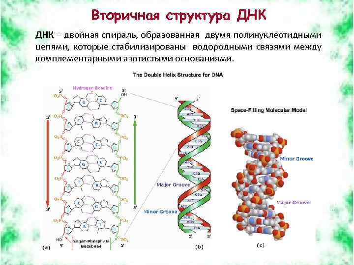 Вторичная структура ДНК – двойная спираль, образованная двумя полинуклеотидными цепями, которые стабилизированы водородными связями