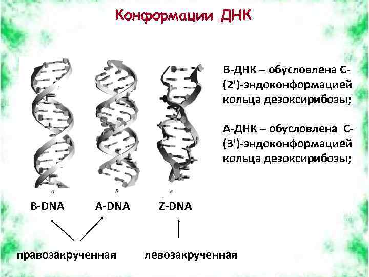 Конформации ДНК B-ДНК – обусловлена C(2ʹ)-эндоконформацией кольца дезоксирибозы; A-ДНК – обусловлена C(3ʹ)-эндоконформацией кольца дезоксирибозы;