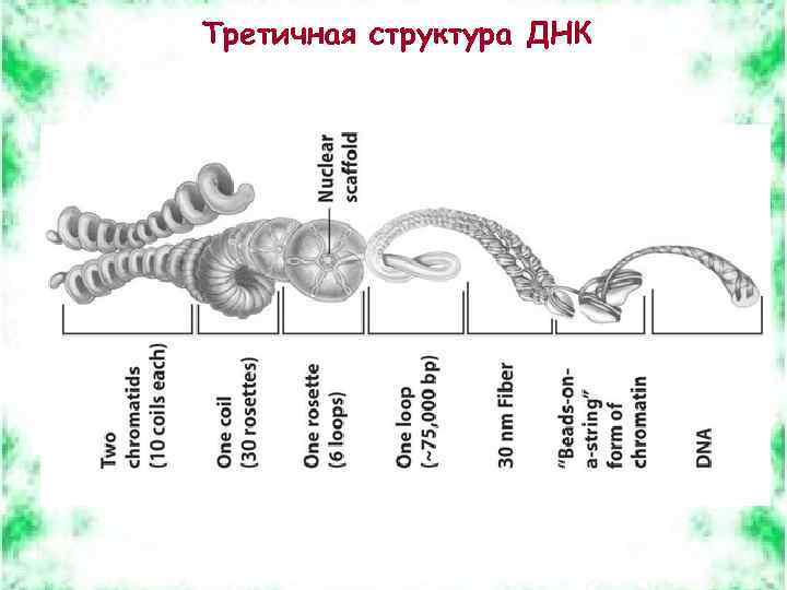 Третичная структура ДНК 