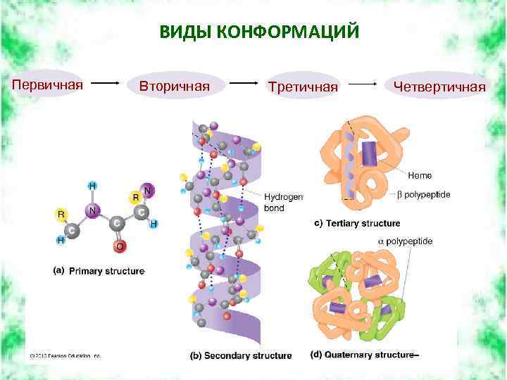 ВИДЫ КОНФОРМАЦИЙ Первичная Вторичная Третичная Четвертичная 