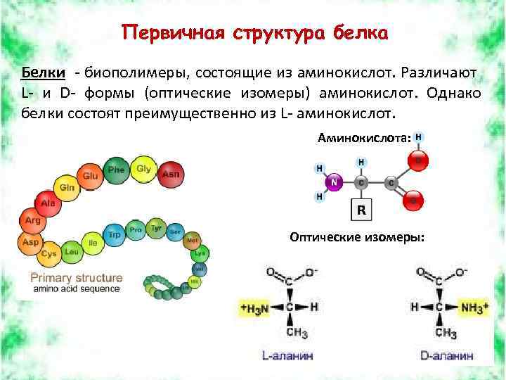 Первичная структура белка Белки - биополимеры, состоящие из аминокислот. Различают L- и D- формы