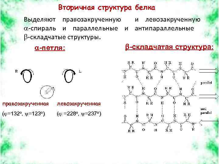 Белки представлены структурами. Вторичная структура белка правозакрученная. Вторичная структура белка примеры. Функции вторичной структуры белка. Белки вторичной структуры примеры.