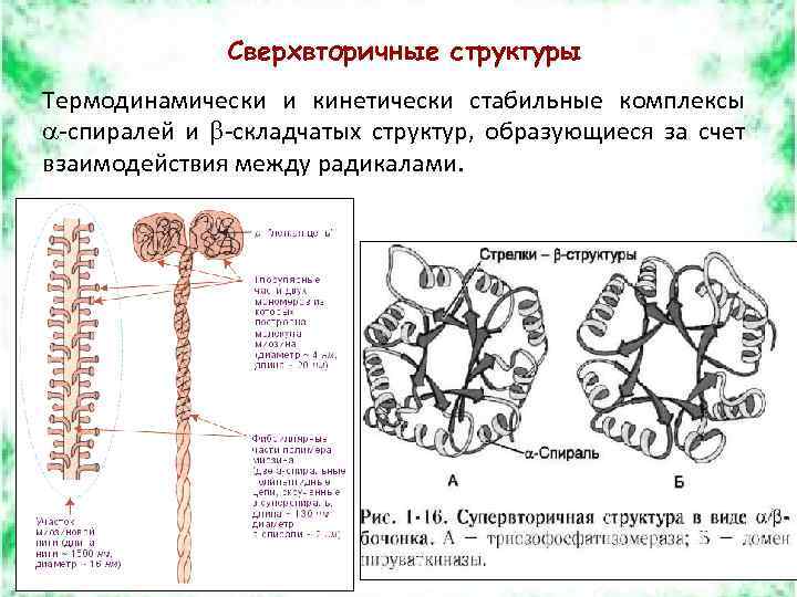 Сверхвторичные структуры Термодинамически и кинетически стабильные комплексы -спиралей и -складчатых структур, образующиеся за счет