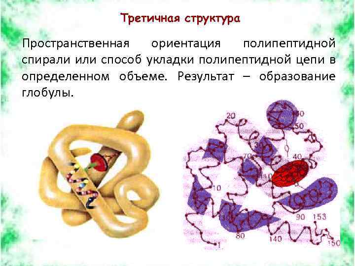 Третичная структура Пространственная ориентация полипептидной спирали или способ укладки полипептидной цепи в определенном объеме.