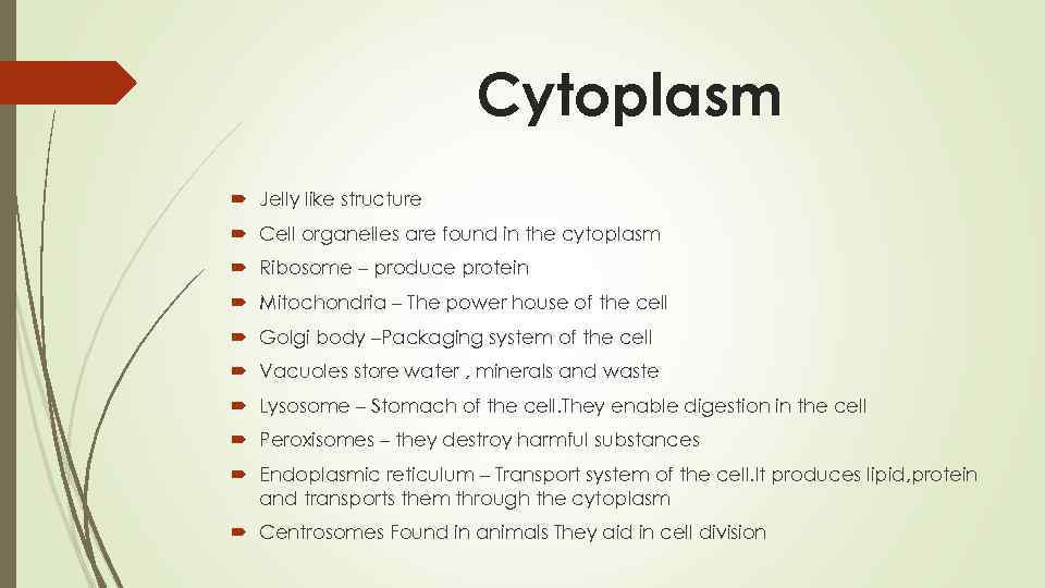 Cytoplasm Jelly like structure Cell organelles are found in the cytoplasm Ribosome – produce