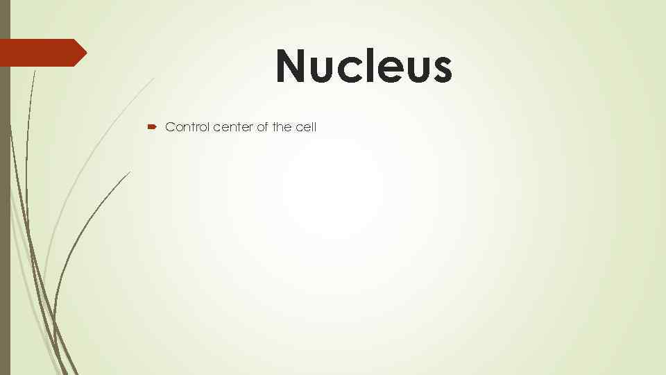 Nucleus Control center of the cell 