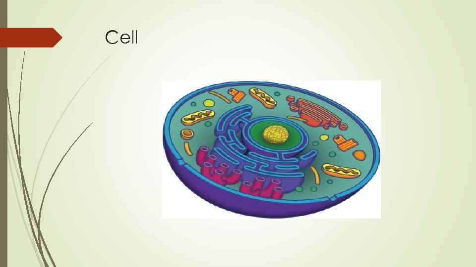 Cell 