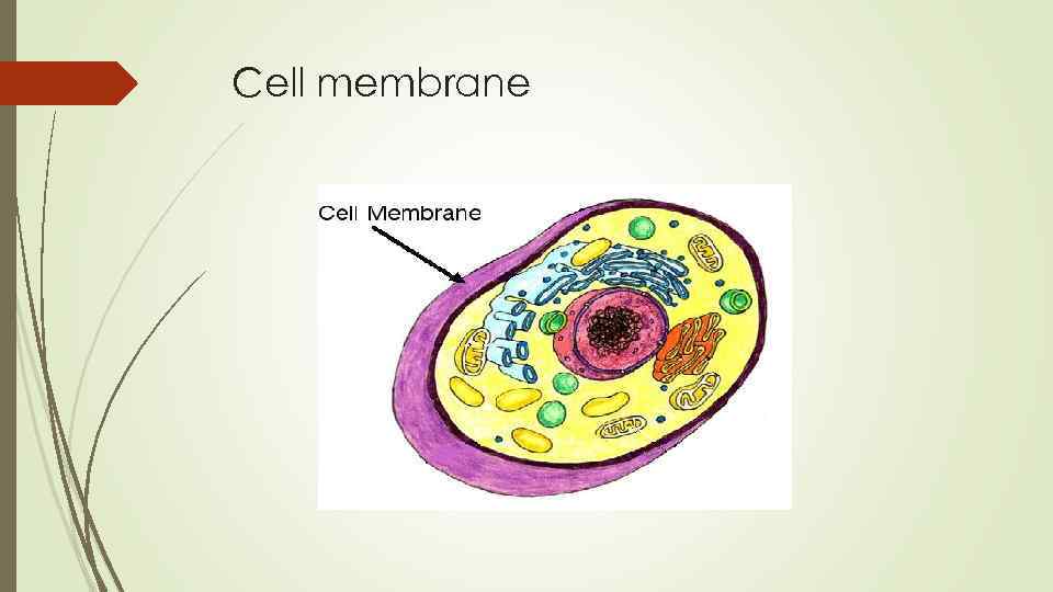 Cell membrane 