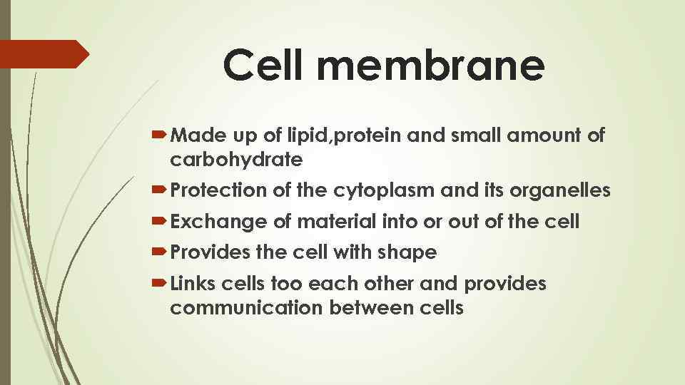 Cell membrane Made up of lipid, protein and small amount of carbohydrate Protection of