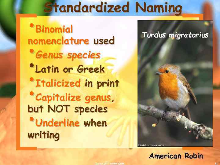 Standardized Naming • Binomial nomenclature used • Genus species • Latin or Greek •