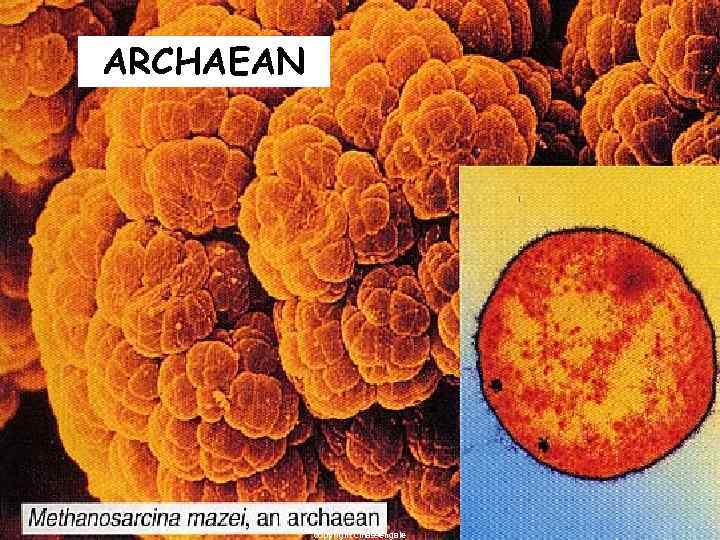 ARCHAEAN copyright cmassengale 20 