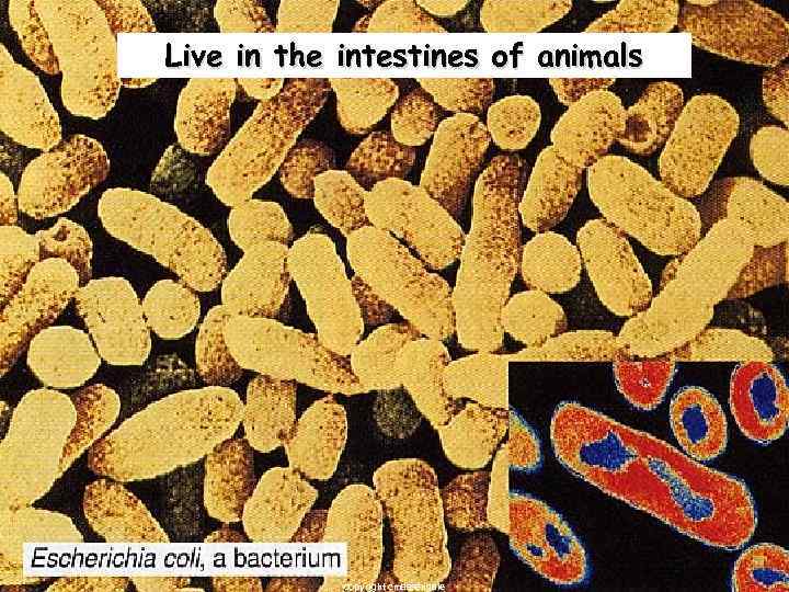 Live in the intestines of animals copyright cmassengale 22 