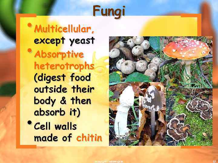 Fungi • Multicellular, except yeast • Absorptive heterotrophs (digest food outside their body &