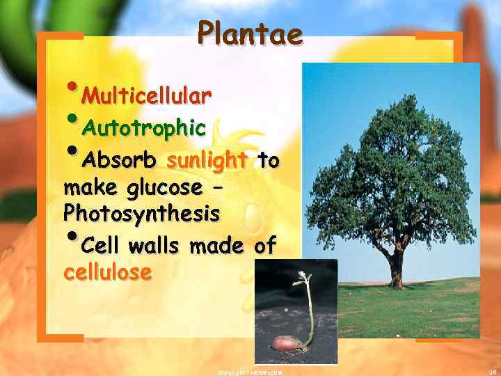 Plantae • Multicellular • Autotrophic • Absorb sunlight to make glucose – Photosynthesis Cell