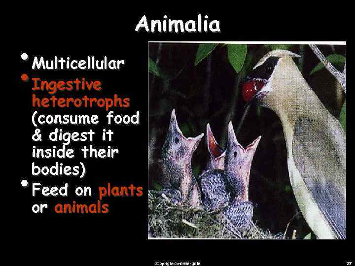  • Multicellular • Ingestive heterotrophs Animalia heterotrophs (consume food & digest it inside