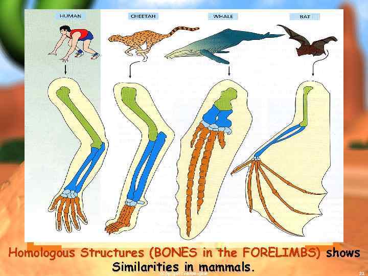 Homologous Structures (BONES in the FORELIMBS) shows Similarities in mammals. copyright cmassengale 32 