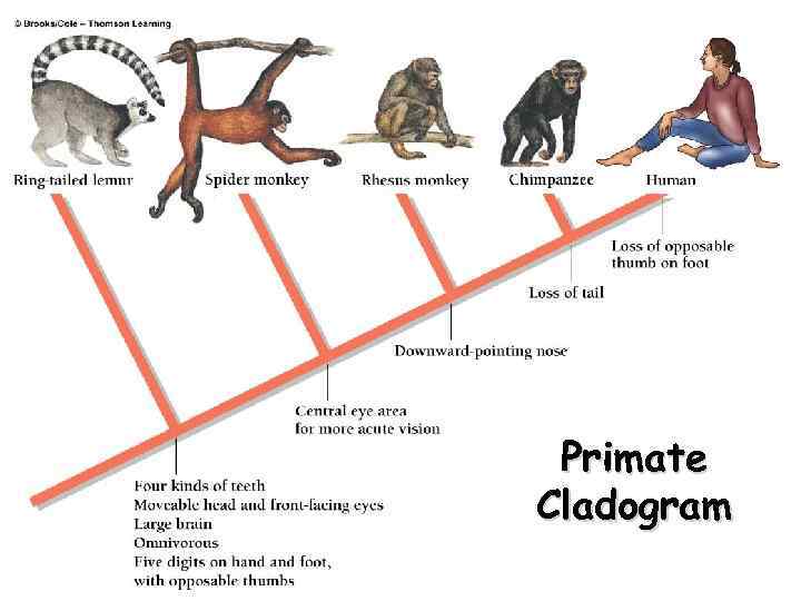 Primate Cladogram copyright cmassengale 35 