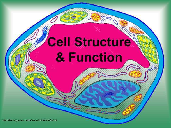 Cell Structure & Function http: //koning. ecsu. ctstateu. edu/cell. html 