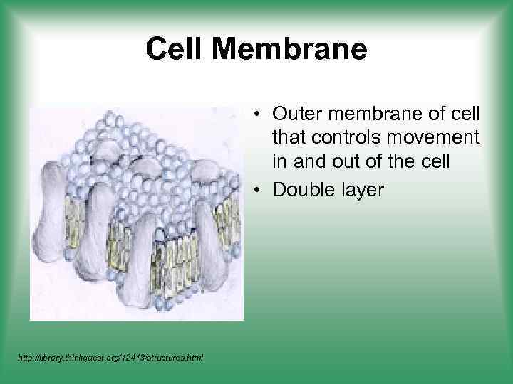 Cell Membrane • Outer membrane of cell that controls movement in and out of