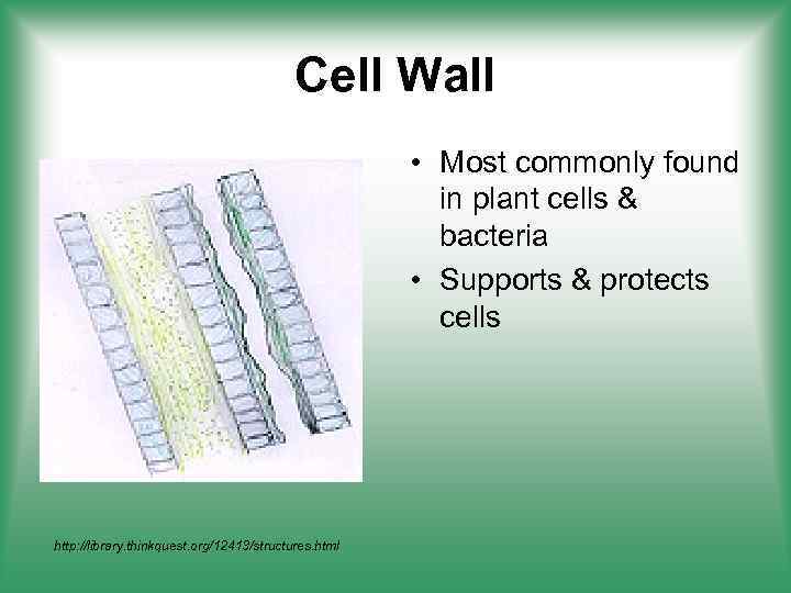 Cell Wall • Most commonly found in plant cells & bacteria • Supports &