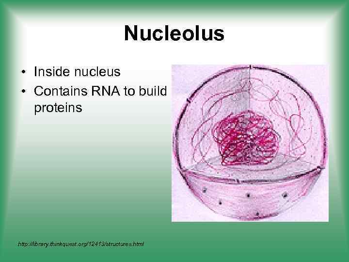 Nucleolus • Inside nucleus • Contains RNA to build proteins http: //library. thinkquest. org/12413/structures.