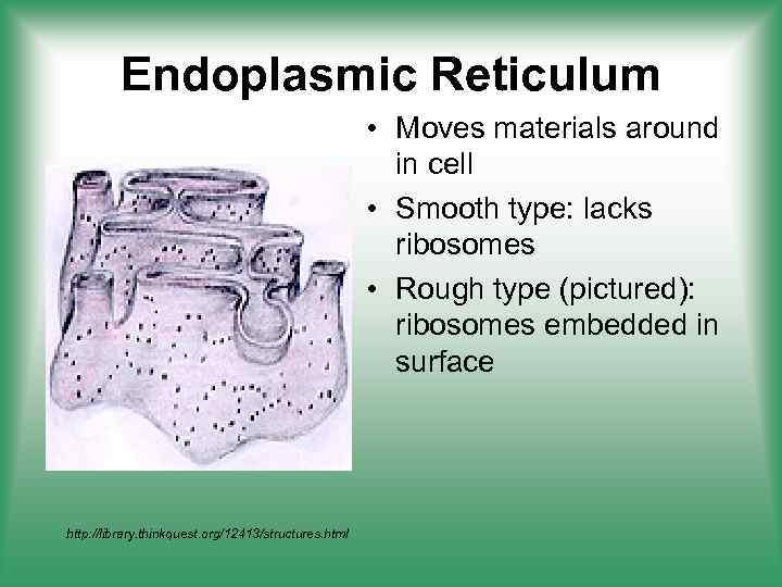 Endoplasmic Reticulum • Moves materials around in cell • Smooth type: lacks ribosomes •