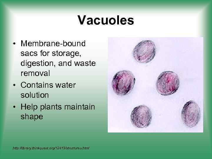 Vacuoles • Membrane-bound sacs for storage, digestion, and waste removal • Contains water solution