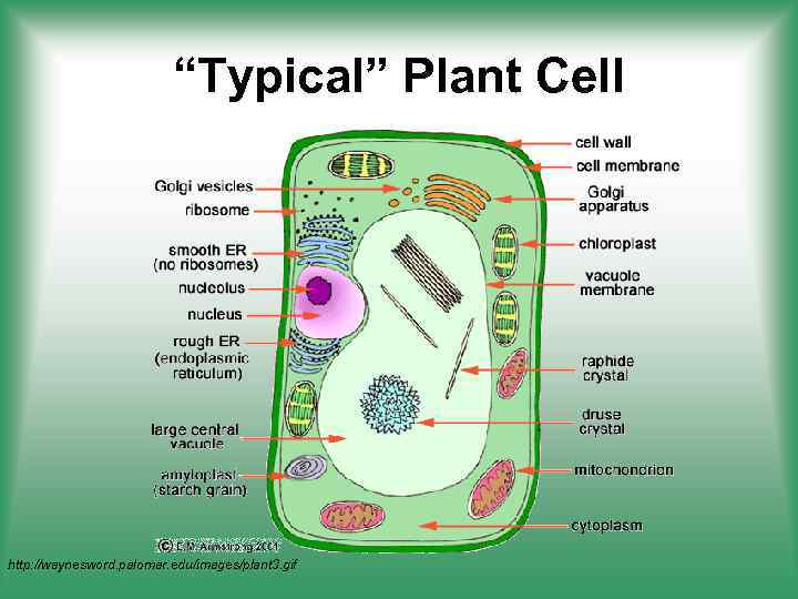 “Typical” Plant Cell http: //waynesword. palomar. edu/images/plant 3. gif 