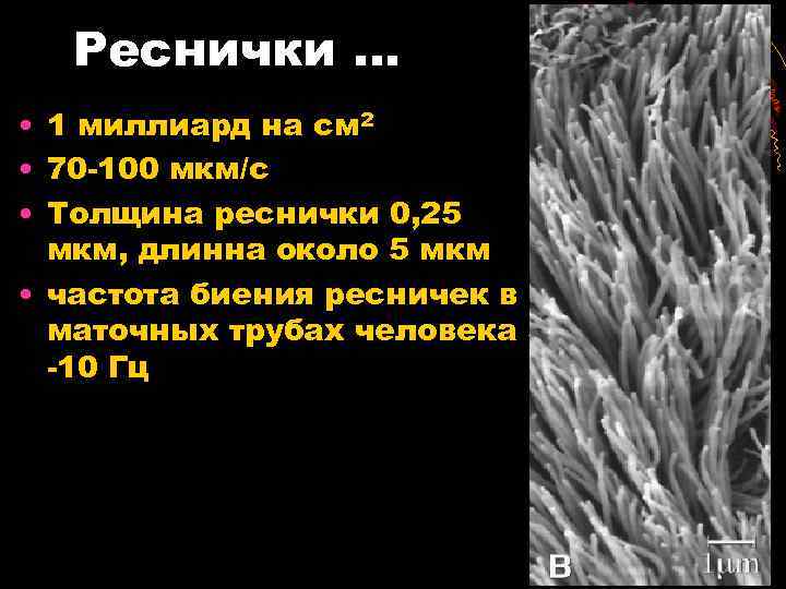 Реснички. . . • 1 миллиард на см 2 • 70 -100 мкм/с •