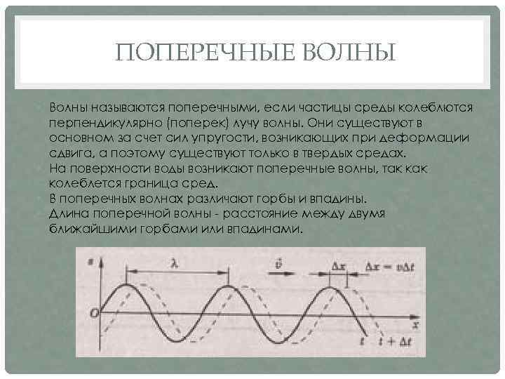 ПОПЕРЕЧНЫЕ ВОЛНЫ • Волны называются поперечными, если частицы среды колеблются перпендикулярно (поперек) лучу волны.