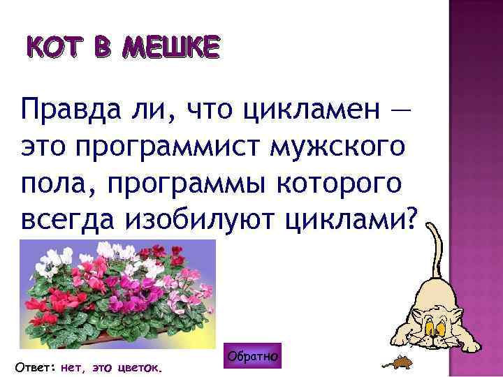 КОТ В МЕШКЕ Правда ли, что цикламен — это программист мужского пола, программы которого