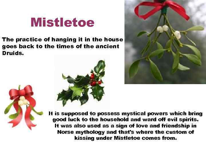 Mistletoe The practice of hanging it in the house goes back to the times