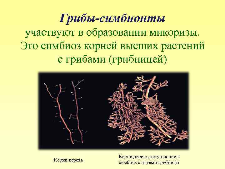 Грибы особая группа симбиотических организмов. Растения симбионты. Грибы-симбионты образуют микоризу. Образование микоризы с корнями высших растений. Микоризы бактерии.